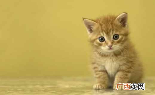 刚出生的小猫咪需要注意什么 猫一窝能生几个