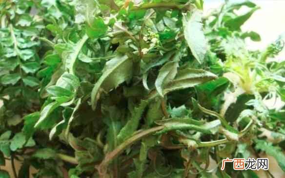 延长苦菜的保存时间的办法 苦菜怎么保存时间长