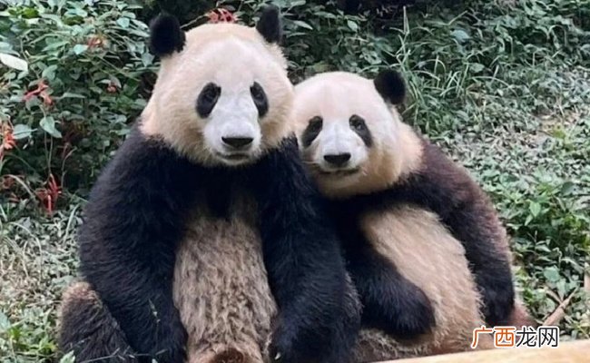 花花呼呼大睡弟弟疯狂营业 大熊猫喜欢睡觉吗