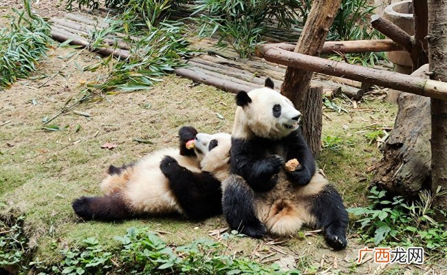 花花呼呼大睡弟弟疯狂营业 大熊猫喜欢睡觉吗