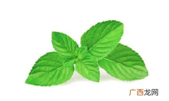 新鲜薄荷叶可以怎么吃 新鲜薄荷叶怎么吃好