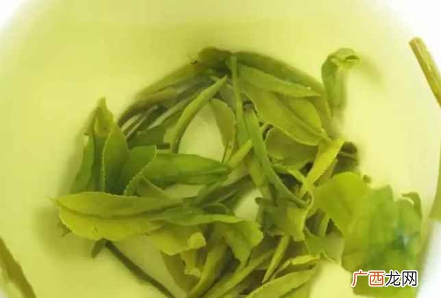 白茶是用早春季节采摘的茶叶制作而成的 白茶属于红茶还是绿茶