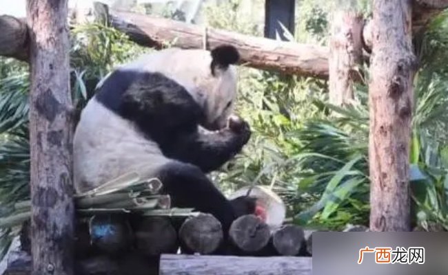 ?丫丫喜欢晒太阳吃果果吗