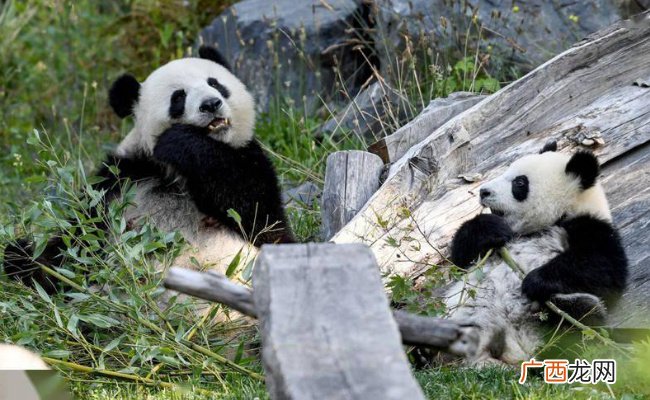 首对在德出生的大熊猫双胞胎回国进入倒计时了吗