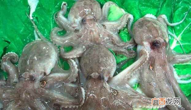 韩国人可以生吃的章鱼是那种细爪章鱼 章鱼可以生吃吗