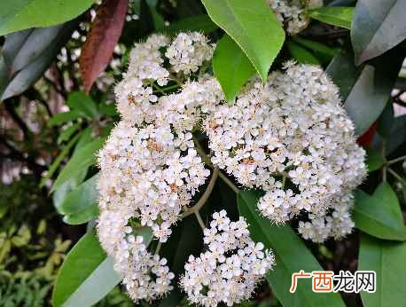 石楠花的气味像什么