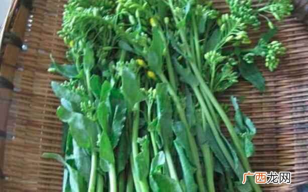 油菜苔的功效与作用