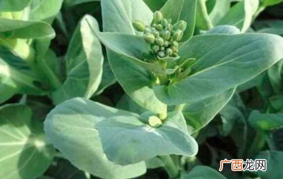 糖尿病人能吃韭菜苔吗 糖尿病人能吃油菜苔吗