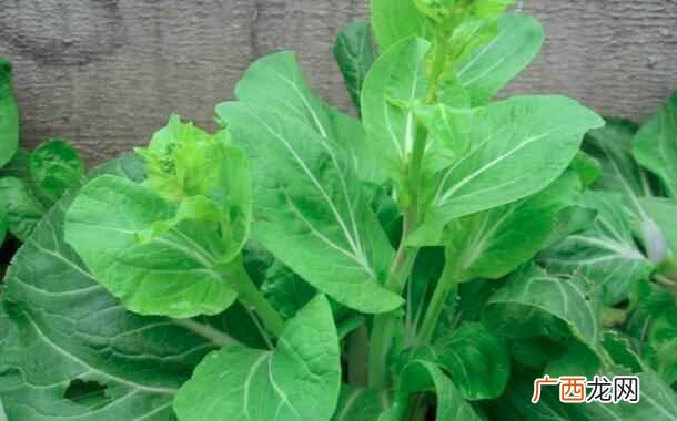 油菜苔的注意事项 吃油菜苔的注意事项