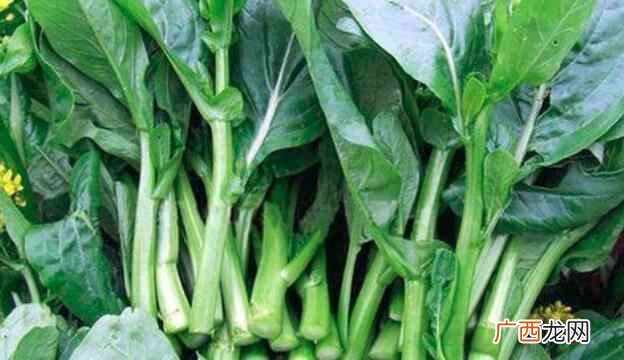 孕妇吃油菜苔的益处即注意事项 孕妇可以吃油菜苔吗