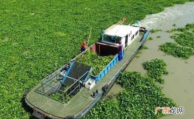 我国首次启用数字化信息技术进行入侵物种监测预警 入侵物种有哪些危害