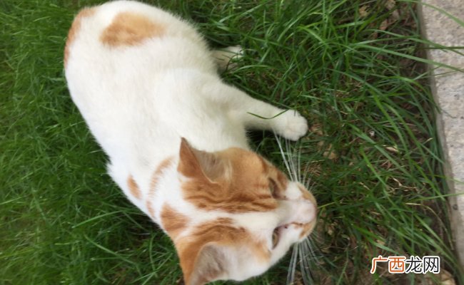 ?弃猫效应是什么弃猫效应常用来形容什么