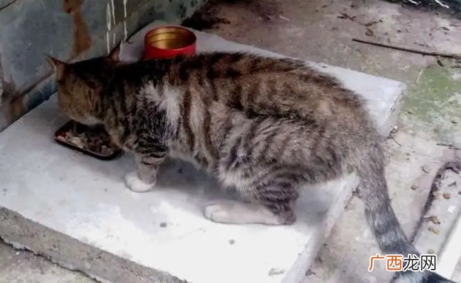 ?弃猫效应是什么弃猫效应常用来形容什么