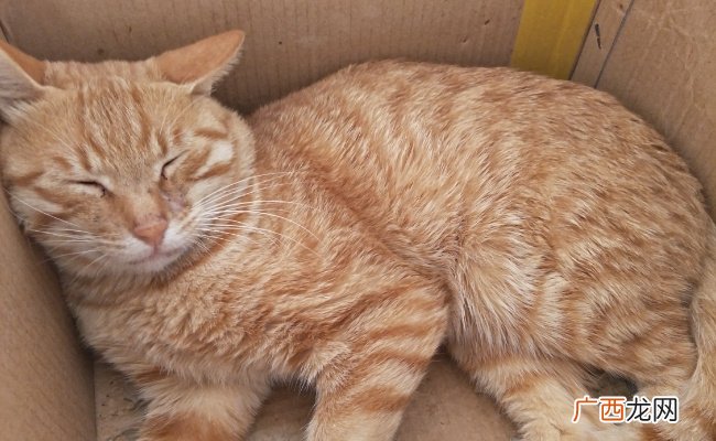 ?弃猫效应是什么弃猫效应常用来形容什么