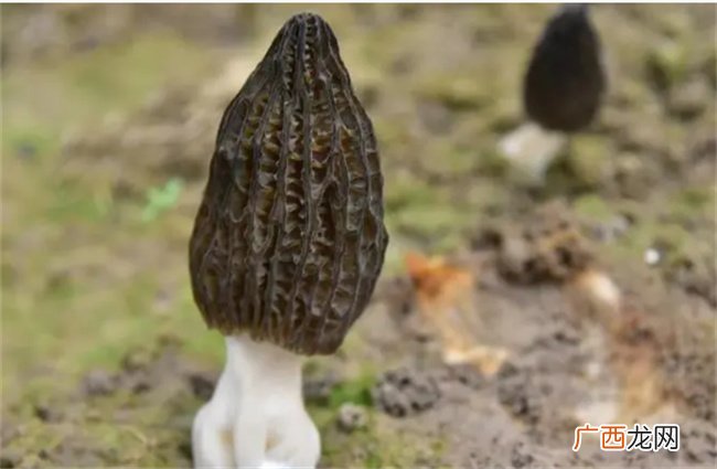 羊肚菌需要煮多久 干羊肚菌炖多长时间最好