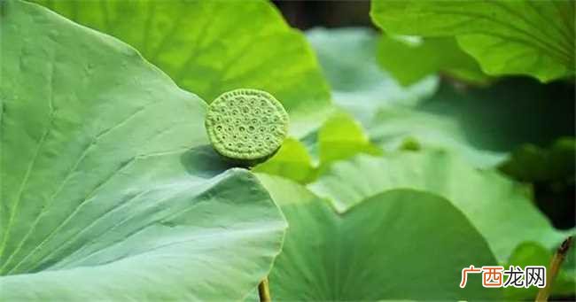 处暑：渐有新凉递好秋