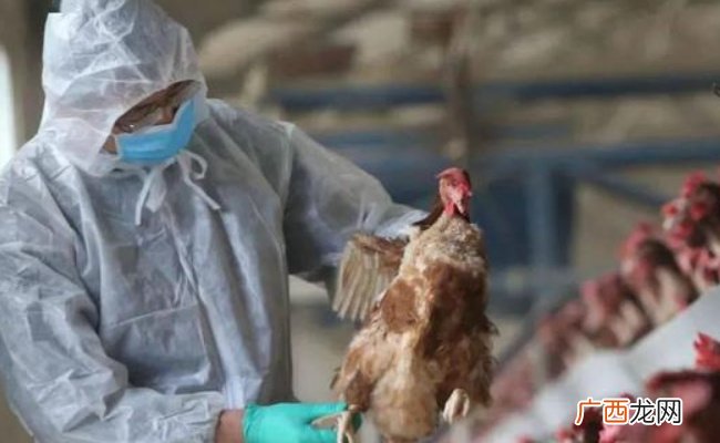 ?疫情在欧洲蔓延 法国一养殖场发现高致病性禽流感病 要如何预防呢