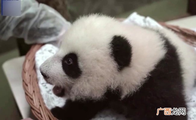 ?熊猫长牙了俄动物园第一时间展示 大熊猫有多少颗牙