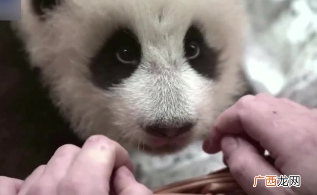 ?熊猫长牙了俄动物园第一时间展示 大熊猫有多少颗牙
