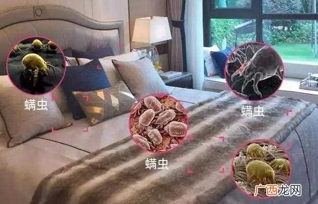 床上如何除螨虫最有效方法 如何除螨虫床上除螨虫的最快方法