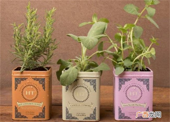 你家有铁皮茶叶盒吗 赶紧收好 这些妙用太省钱了 家家都用得上