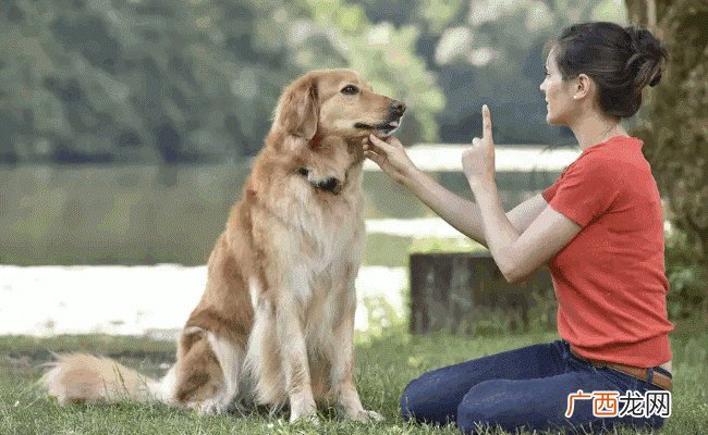 《成都市限养区禁养犬品种目录和大型犬标准》明年1月1日起施行 有哪些好处