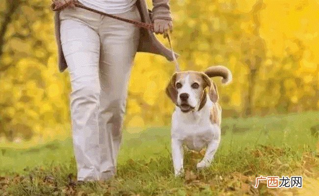 《成都市限养区禁养犬品种目录和大型犬标准》明年1月1日起施行 有哪些好处