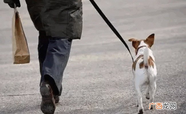 《成都市限养区禁养犬品种目录和大型犬标准》明年1月1日起施行 有哪些好处
