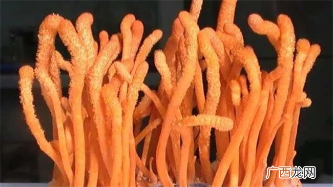 虫草花的功效与作用是什么 虫草花适合哪些人