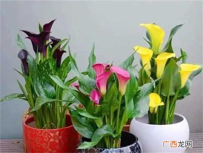 家里三种不能养的花 家里三种花草不可以养