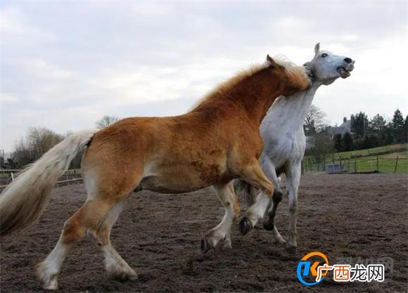 六畜是指什么 六畜在传统文化中的意义_酷知科普