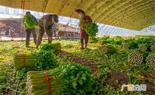 今冬菜价大降 如何防止“菜贱伤农”