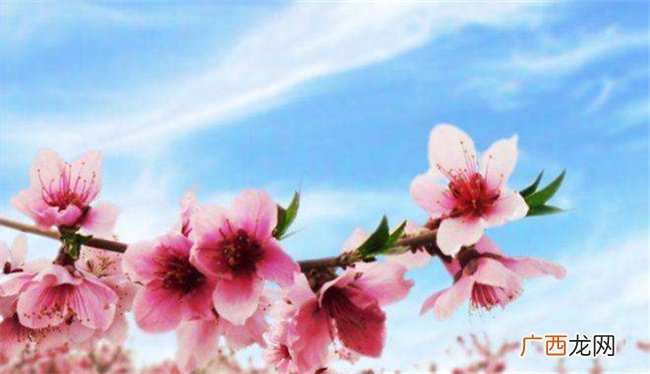 ?什么人命里没桃花 怎么看命里带不带桃花