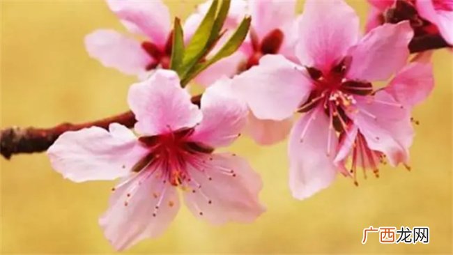 ?什么人命里没桃花 怎么看命里带不带桃花