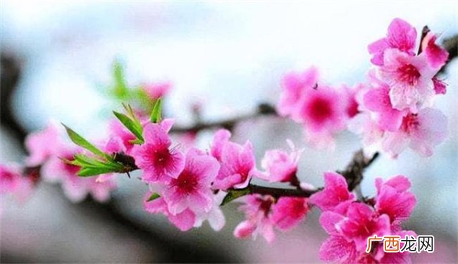 ?什么人命里没桃花 怎么看命里带不带桃花