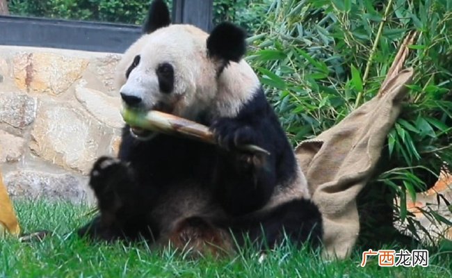 ?丫丫开始冲刺年底干饭KPI 熊猫正常体重为多少