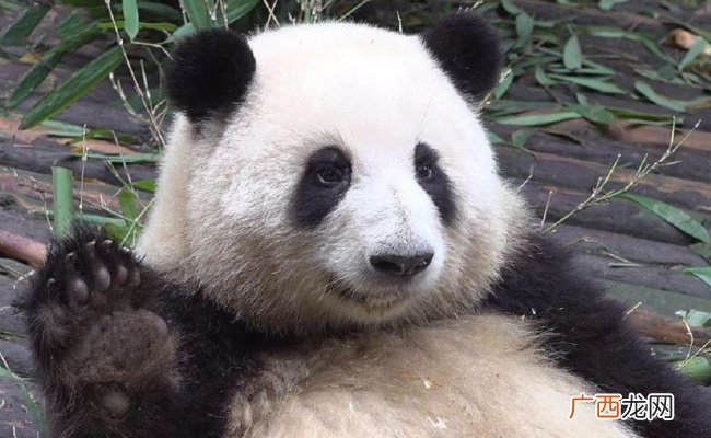 花花最近白得发亮 熊猫一般几天洗一次澡呢