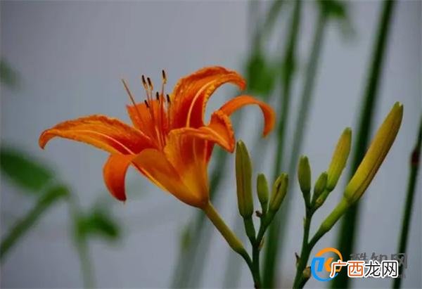 忘忧草代表什么意思 忘忧草的寓意和象征_酷知科普