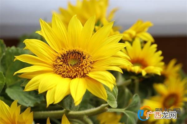 向日葵什么时候开花 向日葵的养护方法_酷知科普