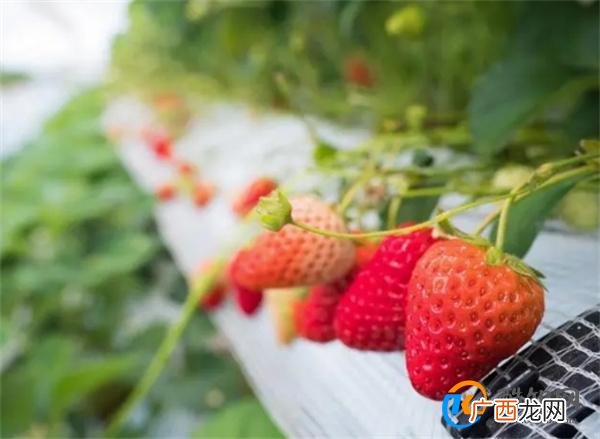 春天买草莓，内行人看见这5种转头就走，很多人都爱买，建议了解