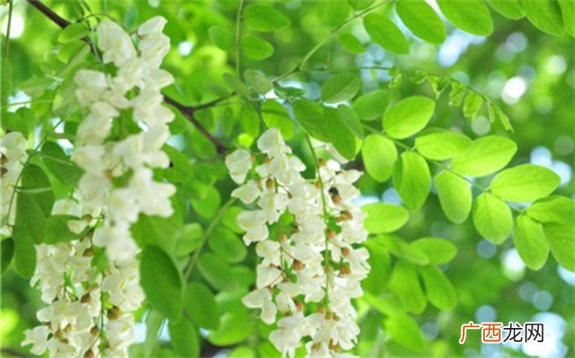 ?槐树花能吃吗 槐树花有药用价值吗