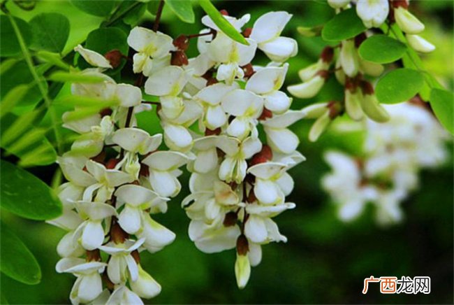 ?槐树花能吃吗 槐树花有药用价值吗