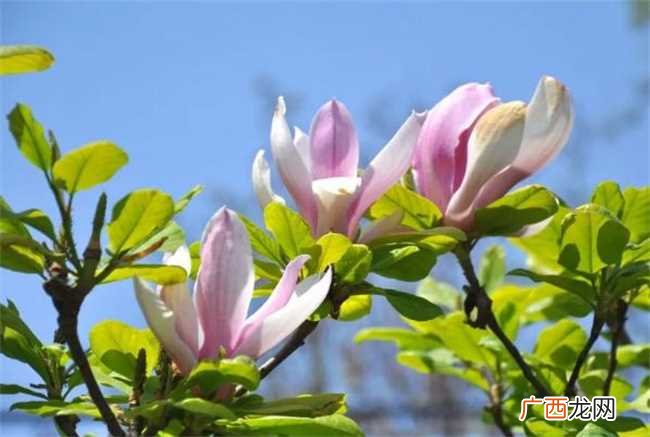 教你科学延长鲜花的保鲜期