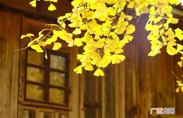 中国科学院深圳理工大学签约 中科院四大所是哪几个所