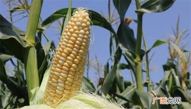 生鲜玉米和普通玉米的区别 新鲜玉米和干玉米的区别