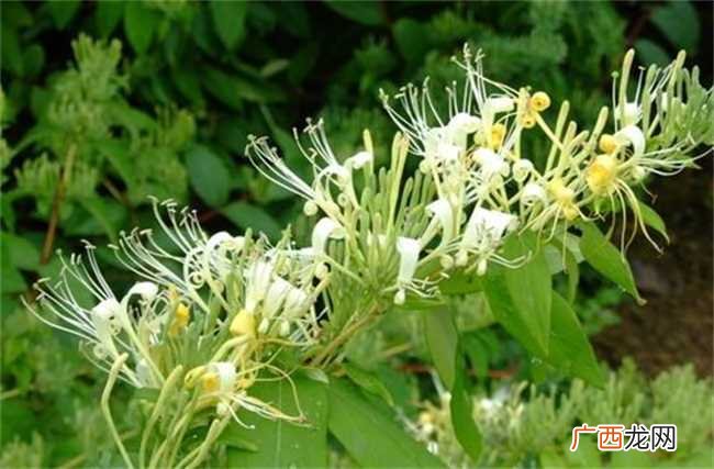 金银花能预防新型冠状病毒吗