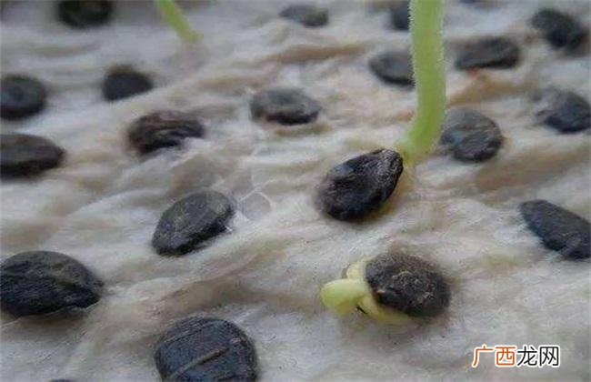 什么样的西瓜种子适合种植 西瓜子怎么种植能出芽