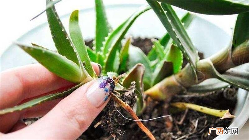 为什么要进行芦荟的分株移栽 芦荟怎么分株移栽
