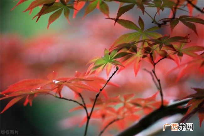 什么是扶抑用神 旺要抑制 弱要扶持