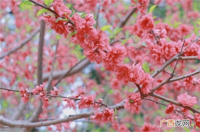 论桃花：代表的是一种缘分 无好坏之分
